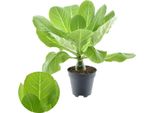 Brighamia Insignis (Palma Hawaiana) Di Circa 40 Cm - Pianta D'appartamento Esotica Per Un'atmosfera Tropicale A Casa Vostra