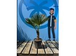 Albero Del Sole - Palma - Trachycarpus Fortunei - Palma Della Canapa - 120-140 Cm - Resistente All'inverno Fino A -18 Cm