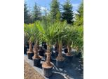 Trachycarpus Fortunei Palma A Ventaglio Cinese, 140-160 Cm, Altezza Tronco 30-35 Cm, Resistente Fino A -18°C, Vaso Ø 33 Cm