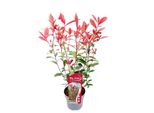 Nespolo Photinia Fraseri 'Carré Rouge' 40-60 Cm - Foglie Rosse, Resistente, Sempreverde, Pianta Da Siepe