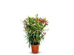 Sunny Tree - Pianta - Oleandro - Nerium Oleander - Altezza 80-100 Cm - Colore Rosso - Pianta Da Esterno