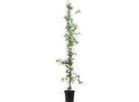 Sunny Tree - Gelsomino Toscano - Rampicante - Pianta Da Esterno - Resistente A -18 - Trachelospermum Jasminoides - 160 Cm