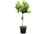 Albero Soleggiato - Arancio Grande 150 Centimetri - Citrus Sinensis - Albero Da Frutto - Luoghi Soleggiati - Fruttificazione - Arancio Di 8 Anni