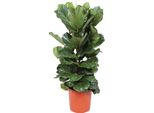 Trendyplants - Arbusto Di Ficus Lyrata - Pianta Di Tabacco - Pianta Da Appartamento - Altezza 150-170 Cm - Dimensioni Vaso Ø30Cm
