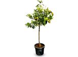 Albero Del Sole - Mandarino - Citrus Reticulata - Agrume - Albero Da Frutto - 150 Centimetri - Fruttificazione - Mandarino Di 8 Anni
