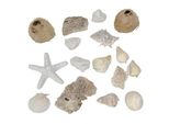 Decorazione Da Tavolo In Conchiglia Marittima Bianco Naturale 400G