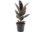 Trendyplants - Ficus Elastica Abidjan - Albero Della Gomma - Pianta D'appartamento - Altezza 45-65 Cm - Dimensioni Vaso Ø17Cm