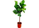 Trendyplants - Ficus Lyrata - Pianta Di Tabacco - Pianta D'appartamento - Altezza 150-170 Cm - Dimensioni Vaso Ø30Cm