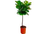 Trendyplants - Ficus Lyrata Su Stelo - Pianta Di Tabacco - Pianta D'appartamento - Altezza 120-140 Cm - Dimensioni Vaso Ø24Cm