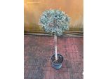 Pistacia Lentiscus Fusti Di 130-140 Cm - Arbusto Di Lentisco - Pistacchio Selvatico