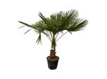 Everyplants Trachycarpus Fortuneii - 200 Cm, Ø30 Cm