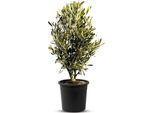 Sunny Tree - Olivo - Olea Europaea In Forma Di Arbusto - Altezza Circa 80-100 Cm Incluso Il Vaso. - Resistente Fino A -18 - Sempreverde