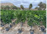 Albero Soleggiato - Limone Grande 150 Centimetri - Citrus Limon - Albero Da Frutto - Luoghi Soleggiati - Fruttificazione - Limone Di 8 Anni