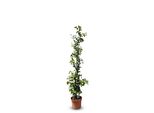 Sunny Tree - Gelsomino Toscano - Pianta Rampicante - Pianta Da Esterno - Resistente A -18 - Trachelospermum Jasminoides - 120 Cm