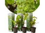 Vitis Vinifera Chardonnay - Set Di 3 - Vite - Vaso 9Cm - Altezza 25-40Cm