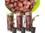Vitis Vinifera Pinot Gris - Set Di 3 - Vite - Vaso 9Cm - Altezza 25-40Cm