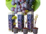 Vitis Vinifera Cabernet Franc - Set Di 3 - Vite - Vaso 9Cm - Altezza 25-40Cm