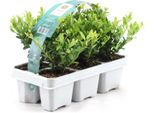 Ilex Crenata 'Jenny 6 Pezzi 20-25 Cm - Piante Da Siepe Di Agrifoglio - Ideale Sostituzione Del Bosso