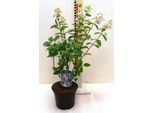 Rispenhortensie 'Unique' 5 L Topf 40-80 Cm Hydrangea Paniculata 'Unique'