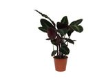 Everyplants Calathea Warscewiczii - 80 Cm, Ø 19 Cm