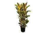Ficus Elastica Tineke Struik - 160 Cm - Ø28 Cm