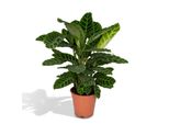 Meergroothandel Calathea Zebrina - 80 Cm, Ø 19 Cm