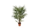Everyplants Chamaerops Humilis Arbusto - 180 Cm, Ø30 Cm