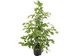 Meergroothandel Ficus Benjamina Goldenking - 95 Cm, Ø 21 Cm
