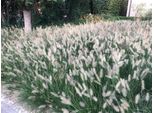 6 X Pennisetum Alopecuroides 'Hameln' - Alga Bassa - Vaso 9Cm X 9Cm
