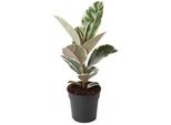 Albero Della Gomma Bianco Ficus Elastica Tineke 50-60 Cm - Pianta Da Appartamento, Facile Da Curare, Decorativa, Verde-Bianco, Purificante Dell'aria