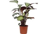 Calathea Picturata 'Argentea' Ca. 40 Cm - Cesto Marante - Pianta Verde - Pianta Da Appartamento - Adatto Agli Animali Domestici