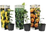 Miscela Di Piante Di Agrumi - Set Di 3 - Albero Di Limone, Albero Di Arancio, Albero Di Lime - Vaso 9Cm - Altezza 25-40 Cm