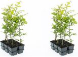 12 X Faggio Ramato 40-60 Cm In Vaso - Fagus Sylvatica Pianta Da Siepe, Albero A Foglia Caduca, Resistente, Facile Da Curare, A Crescita Densa