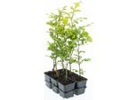 Faggio Europeo 40-60 Cm In Vaso - Fagus Sylvatica Pianta Da Siepe, Albero A Foglia Caduca, Resistente, Facile Da Curare, A Crescita Densa