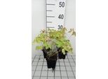 6 X Aquilegia Hybr. 'Heavenly Blue' - Aquilegia - Topf 9 X 9 Cm