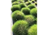 6 X Festuca Gautieri - Festuca A Pelle D'orso In Vaso 9X9Cm