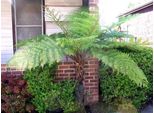 Cyathea Australis Ca. 60 Cm Felce Arborea Australiana - Felce Arborea Di Grandi Dimensioni E A Crescita Rapida