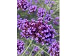 6 X Verbena Argentina - Verbena Bonariensis - Vaso 9Cm X 9Cm