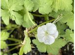 6 X Geranium Macr. 'White Ness' - Cranesbill - Vaso 9 X 9 Cm