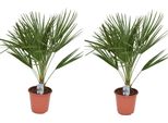 Set Di 2 Palme Nane Resistenti 70-90 Cm Chamaerops Humilis Una Delle Specie Di Palma Più Tolleranti Al Freddo In Europa