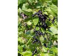 Ribes Nigrum 'Ben Sarek' 60-70 Cm - Ribes Nero | Arbusti Robusti Per Il Giardino | Pianta Da Frutto Per La Raccolta E La Decorazione