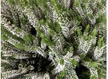 12 X Calluna Vulgaris White/Blanc - Erica, Erica In Erba 10- 12 Cm In Vaso 10,5 Cm