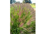6 X Pennisetum Alop. 'Black Beauty' - Erba Da Pozzo - Topf 9 X 9 Cm