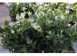 Euonymus Japonicus 'Mikajo' - Fiore Cardinale Giapponese Contenitore Da 20-30 Cm