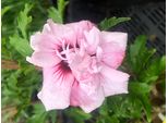 Hibiscus Syriacus 'Lady Stanley' - Garteneibian 40-60 Cm Contenitore