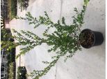 Ilex Crenata 'Green Hedge' - Agrifoglio Giapponese - Contenitore Da 30-40 Cm