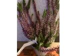 6 X Calluna Vulgaris Red/Rouge - Erica Estiva, Erica In Erba 10- 12 Cm In Vaso 10,5 Cm