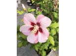 Hibiscus Syriacus 'Hamabo' - Garteneibian 40-60 Cm Contenitore