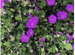 6 Xgeranium Sanguineum 'Max Frei' - Cranesbill - Vaso 9 X 9 Cm