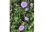 6 Xgeranium Sanguineum Striatum - Cranesbill - Vaso 9 X 9 Cm